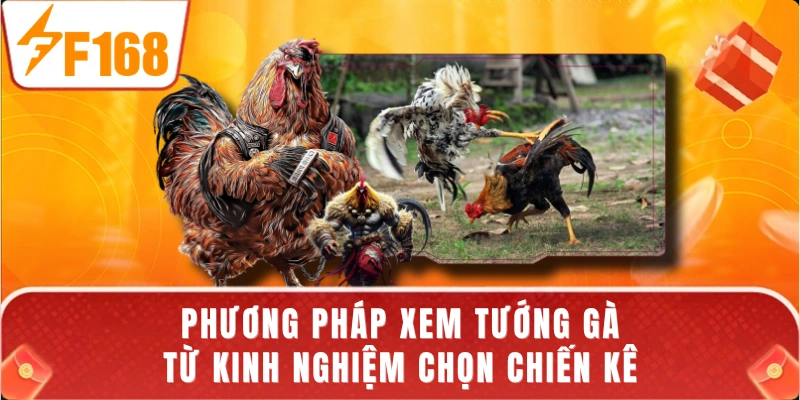 Phương pháp xem tướng gà từ kinh nghiệm chọn chiến kê