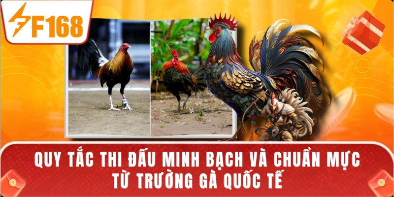 Quy tắc thi đấu minh bạch và chuẩn mực từ trường gà quốc tế