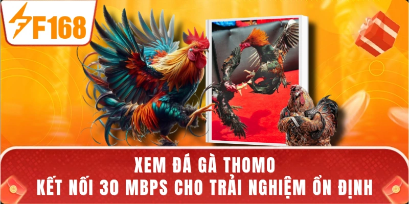 Xem Đá Gà Thomo - Kết Nối 30 Mbps Cho Trải Nghiệm Ổn Định